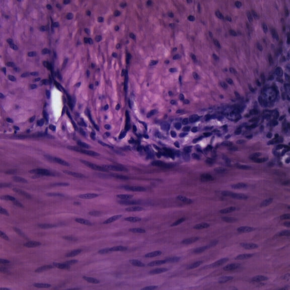 Smooth Muscle Mammal - Cross Section - Prepared Microscope Slide - 75 x 25mm - Biology & Microscopy - Eisco Labs