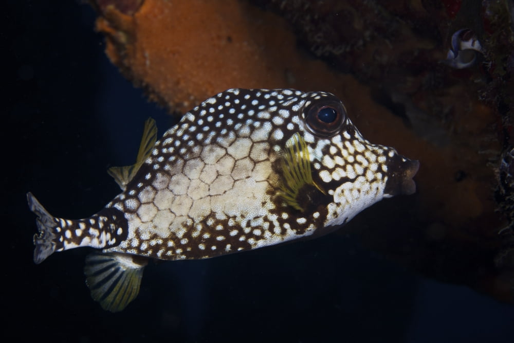 Smooth Trunkfish Bonaire Caribbean Netherlands Canvas Art - Terry MooreStocktrek Images (35 x 23)