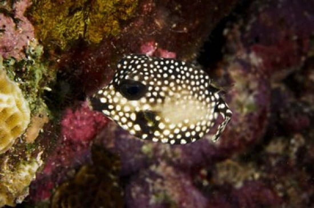 Smooth Trunkfish Bonaire Netherlands Antilles Canvas Art - Pete Oxford DanitaDelimont (36 x 24)