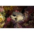 thumbnail image 1 of Smooth Trunkfish, Bonaire, Netherlands Antilles Poster Print by Pete Oxford (18 x 12), 1 of 1
