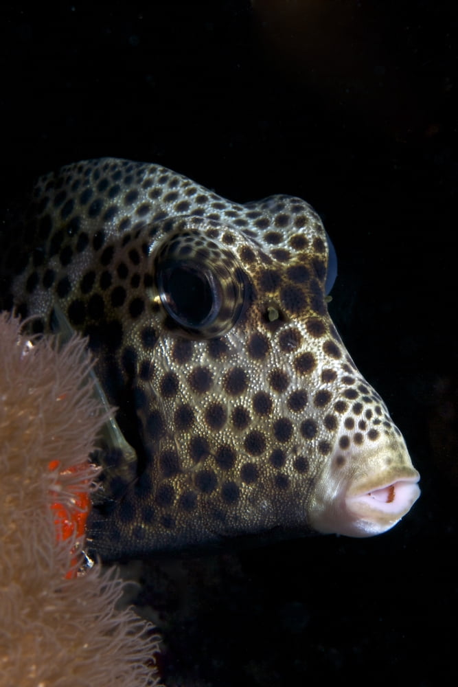 Smooth Trunkfish playing hide and seek Canvas Art - Terry MooreStocktrek Images (23 x 35)