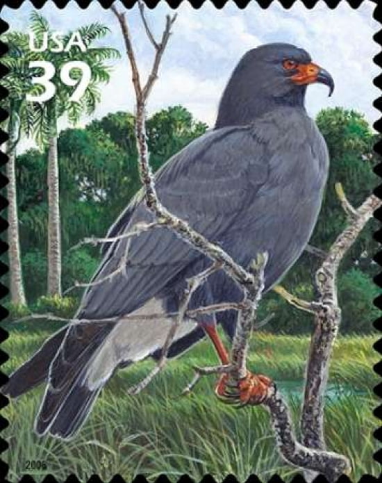 Snail Kite Canvas Art - US POSTAL SERVICE (24 x 30)
