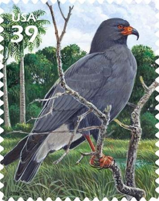 Snail Kite Canvas Art - US POSTAL SERVICE (24 x 30)