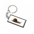 thumbnail image 1 of Snail Mollusk Keychain Key Chain Ring, 1 of 1