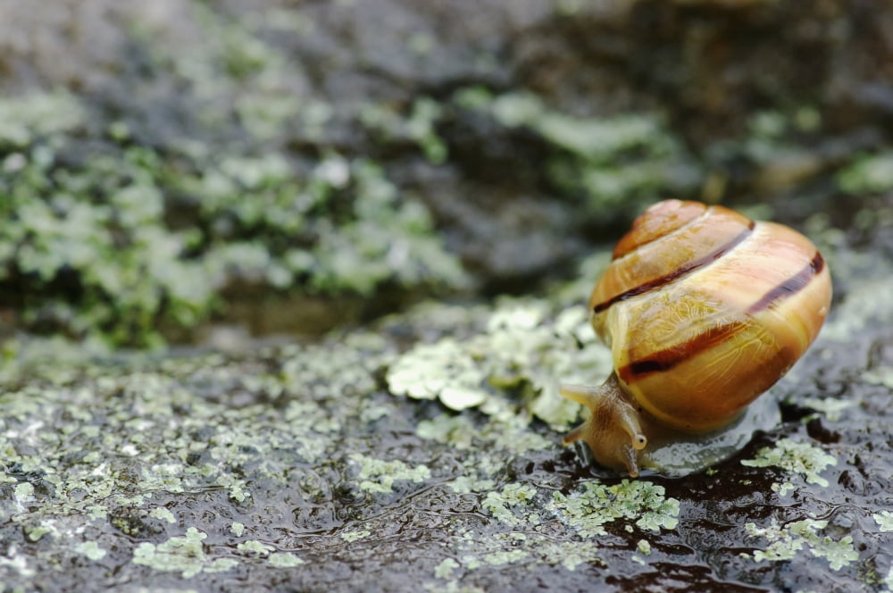Snail On A Rock In The Rain Pointe-Des-Cascades Quebec Canada Canvas Art - Steeve Marcoux Design Pics (19 x 12)