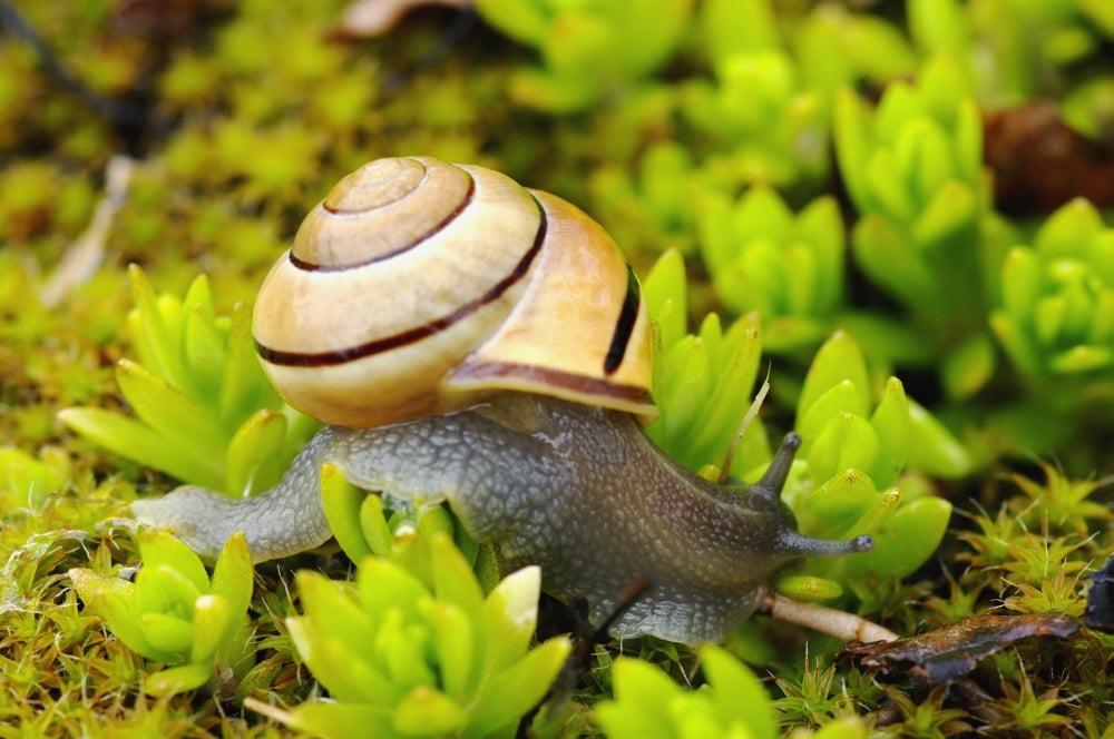 Snail On Moss Pointe-Des-Cascades Quebec Canada Canvas Art - Steeve Marcoux Design Pics (19 x 12)