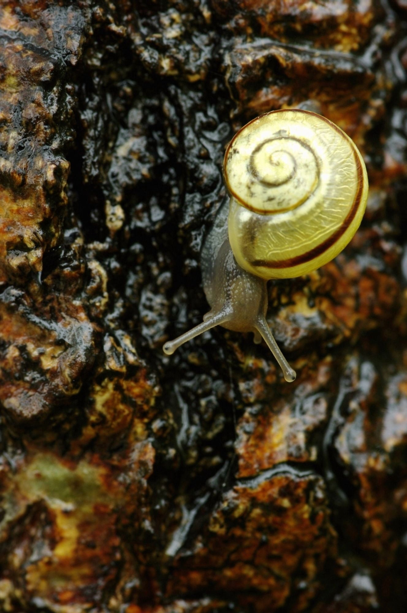 Snail Pointe-Des-Cascades Quebec Canada Canvas Art - Steeve Marcoux Design Pics (22 x 34)