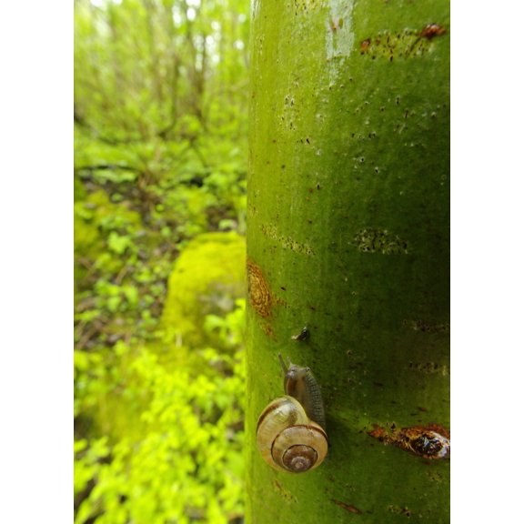 Snail Pointe-Des-Cascades Quebec Canada Canvas Art - Steeve Marcoux Design Pics (24 x 34)