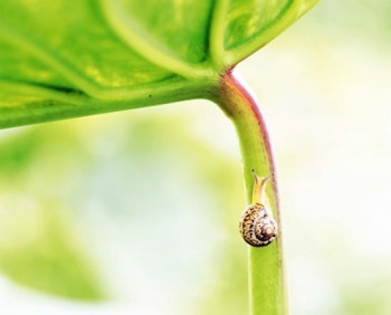 Snail on Leaf Crawling Upward Canvas Art - Panoramic Images (24 x 20)