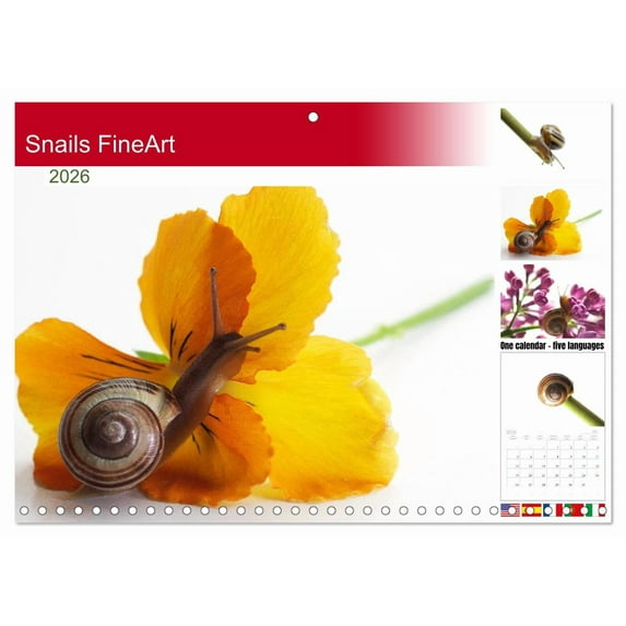 Snails FineArt (Monthly Wall Calendar 2026 11.7 x 16.5 (open)), CALVENDO 14 Month Calendar
