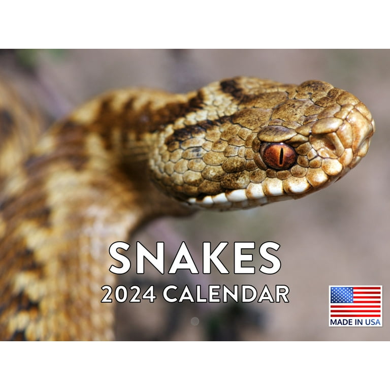 Snakes 2024 Wall Calendar Corey Donella