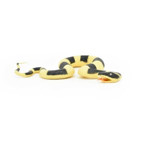 Snake, Banded Krait, Yellow and Black Snake, Coiled, Rubber Reptile, Educational, Realistic Hand Painted, Figure, Lifelike Model, Figurine, Replica, Gift, 12" F3590 B492