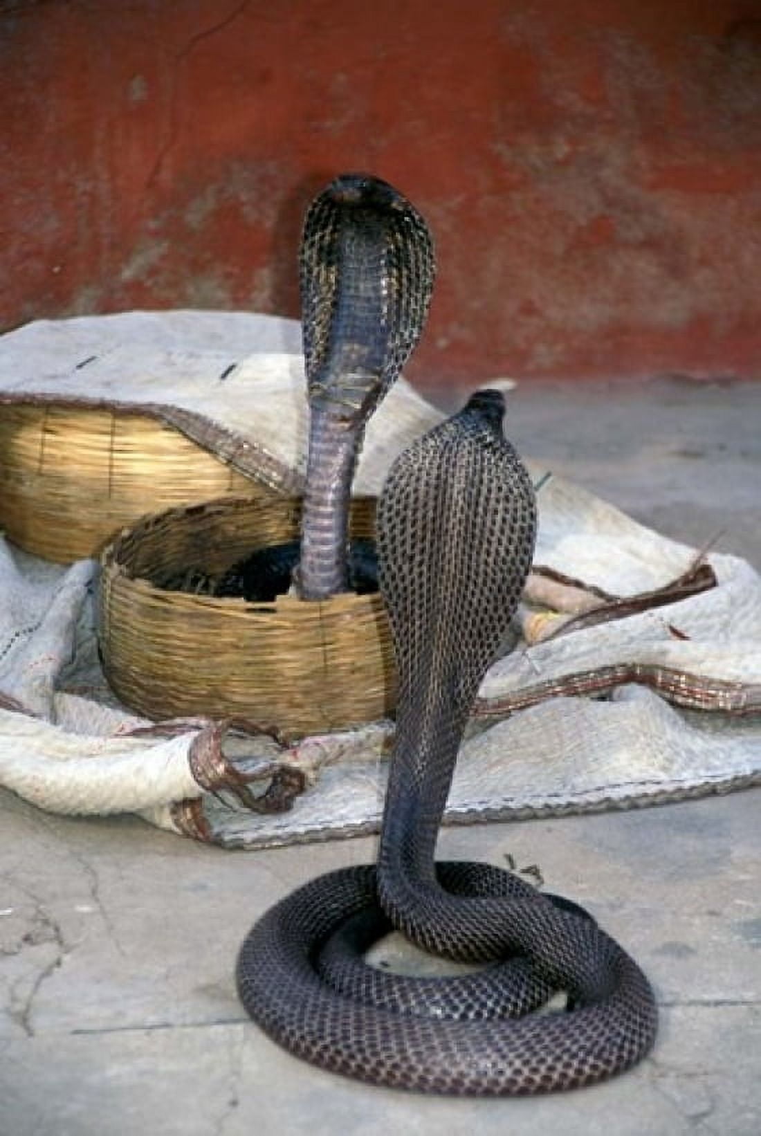 Snake Charming Oris India Canvas Art - Judith Haden DanitaDelimont (24 x 36)