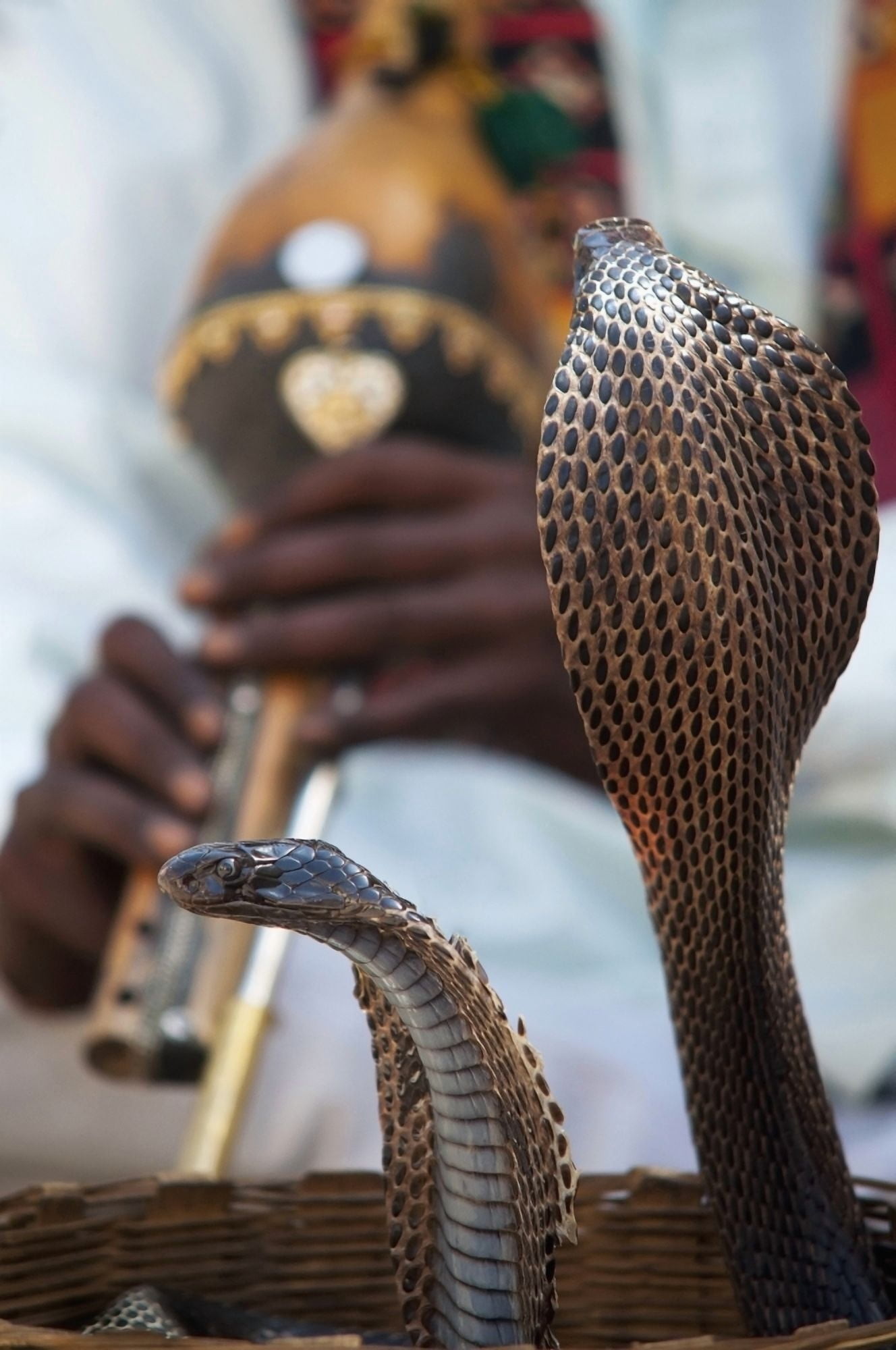 Snake Dancing To Flute Music Jaipur Rajasthan India Canvas Art - Alex Adams Design Pics (12 x 19)