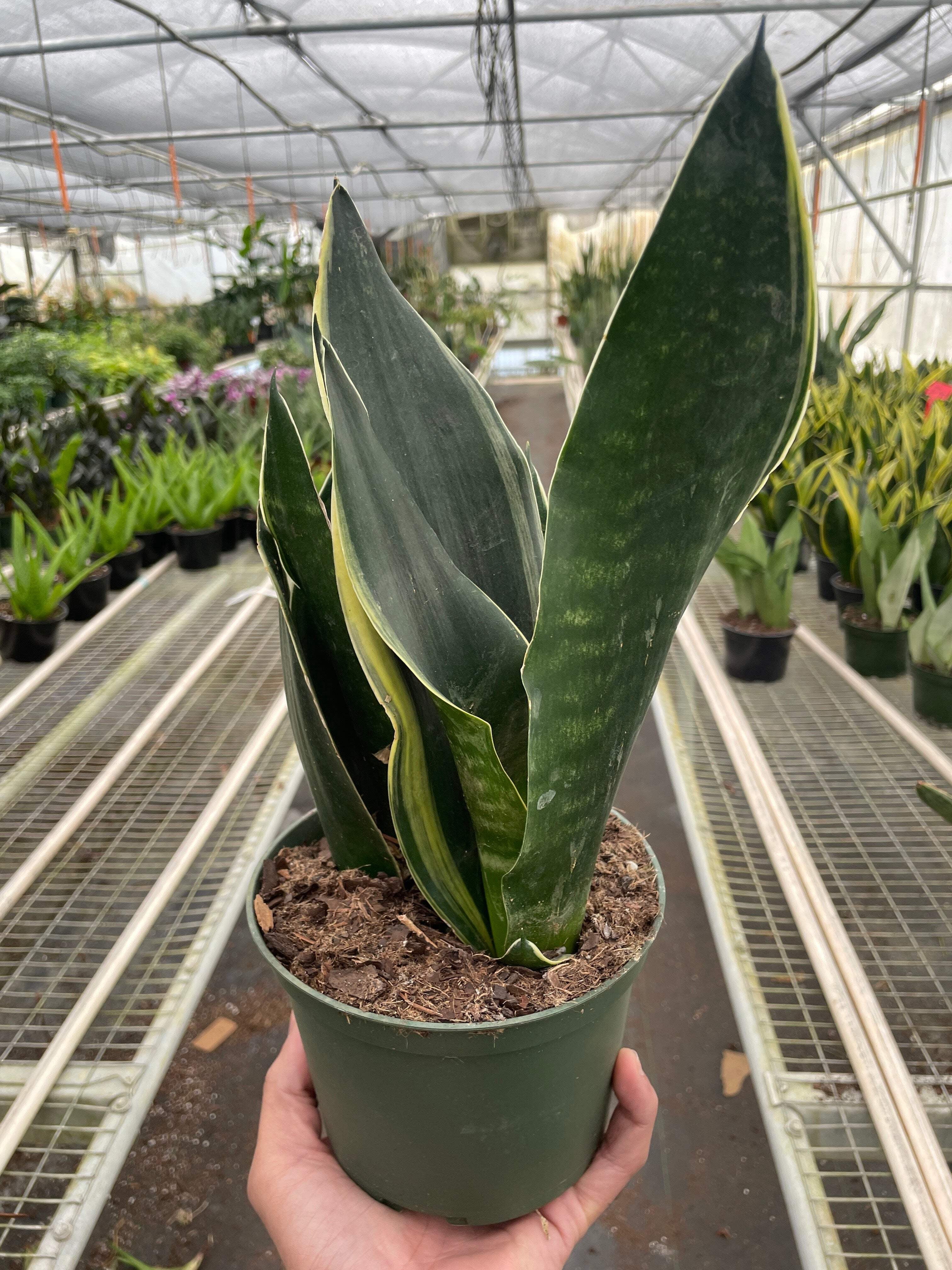 KS Plants Snake Fabi