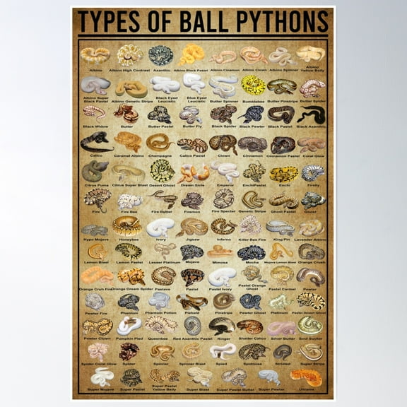 Snake Knowledge Infographic For Reptile Enthusiasts Poster Wall Art, Modern Wall Decor, 8x12 UNFRAMED