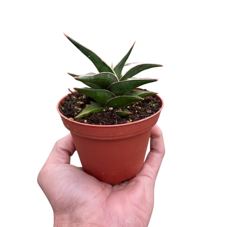 Snake 'Lavranos', 4" Pot, Indoor Houseplant, Easy Care, Live Plant for Indoor & Outdoor