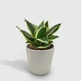thumbnail image 1 of Snake Plant Black Gold - Live Air-Purifying Indoor Plant in Nursery Pot – Easy Care, Low Maintenance Houseplant for Home & Office Decor, Natural Air Cleaner, Best for Beginners (4"Pot), 1 of 6