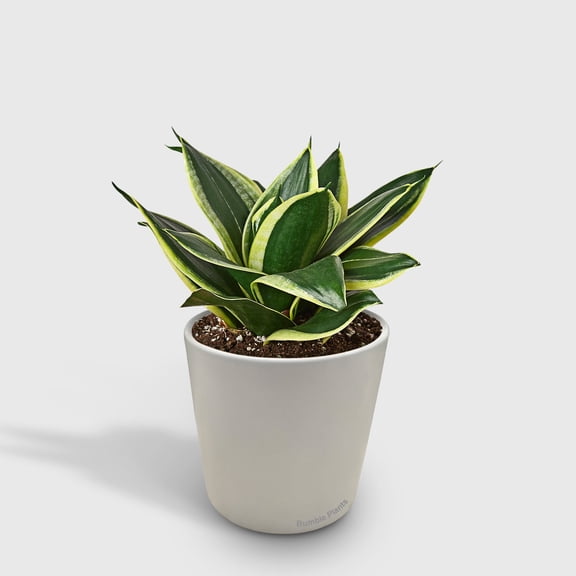 Snake Plant Black Gold - Live Air-Purifying Indoor Plant in Nursery Pot – Easy Care, Low Maintenance Houseplant for Home & Office Decor, Natural Air Cleaner, Best for Beginners (4"Pot)