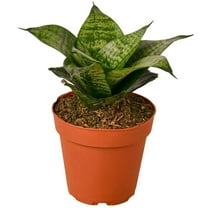 Snake Plant Black Robusta Live Plant for Indoor | Different Houseplants in 4'' & 6'' Pot | Real House Plant for Living Room, Office, Desk & Bathroom | Laurentii