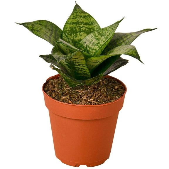 Snake Plant Black Robusta Live Plant for Indoor | Different Houseplants in 4'' & 6'' Pot | Real House Plant for Living Room, Office, Desk & Bathroom | Laurentii