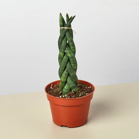 House Plant Shop Braided Snake Live Plant, Perennial