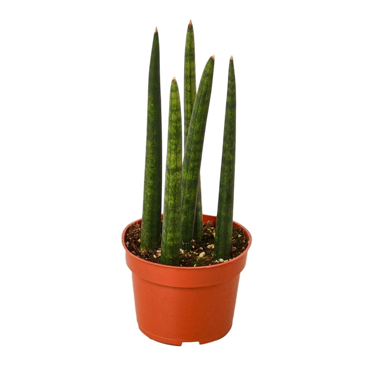 Set De 3 Plantas Sansevieria Cylindrica - Maceta 6,5 Cm - Estilos Twister,  Spaghetti Y Fan - Lengua De Suegra
