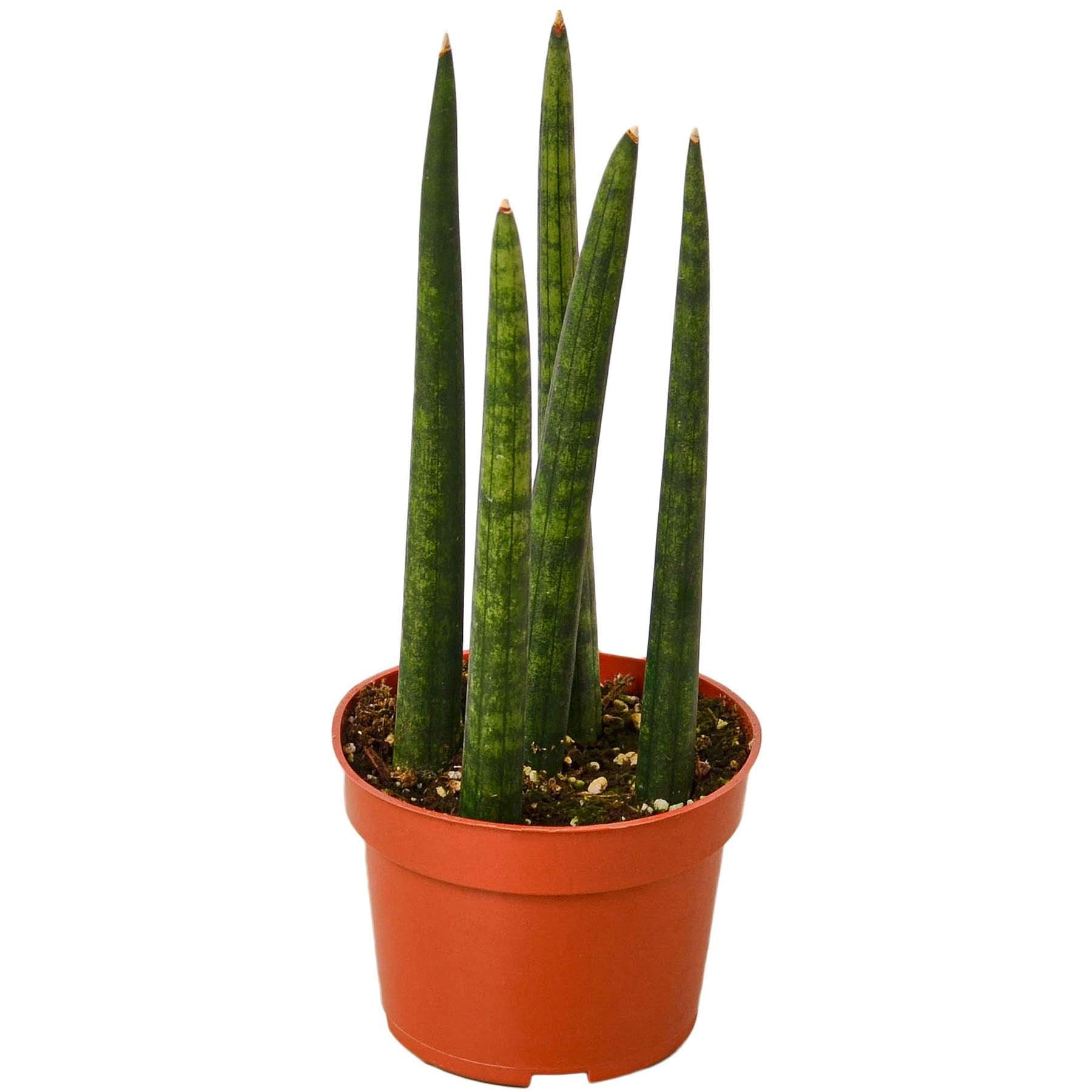 Snake Plant Cylindrica