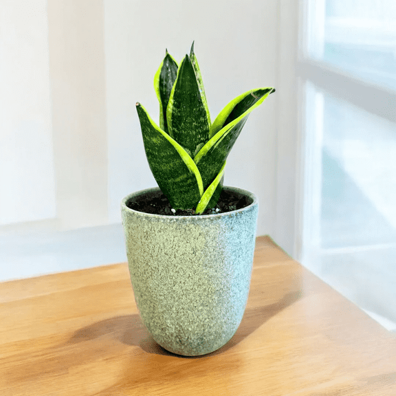 Snake Plant Easy-Care Indoor Houseplant with Upright Green Leaves