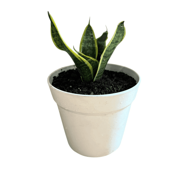 Snake Plant Live Plants, Easy-Care Indoor Houseplant with Upright Green Leaves