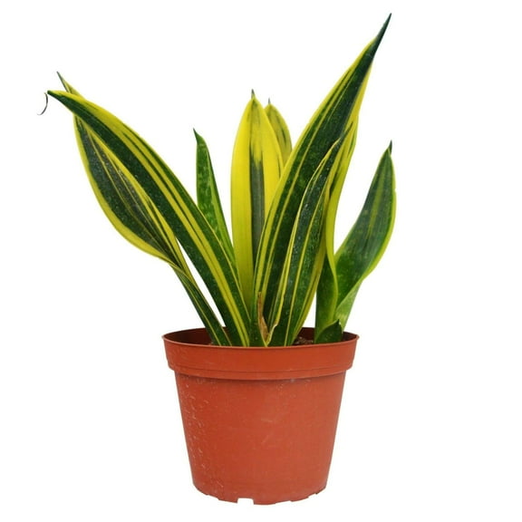 Snake Plant Gold Flame Live Plant for Indoor | Different Houseplants in 4'' & 6'' Pot | Real House Plant for Living Room, Office & Bathroom | Sansevieria Trifasciata | Laurentii