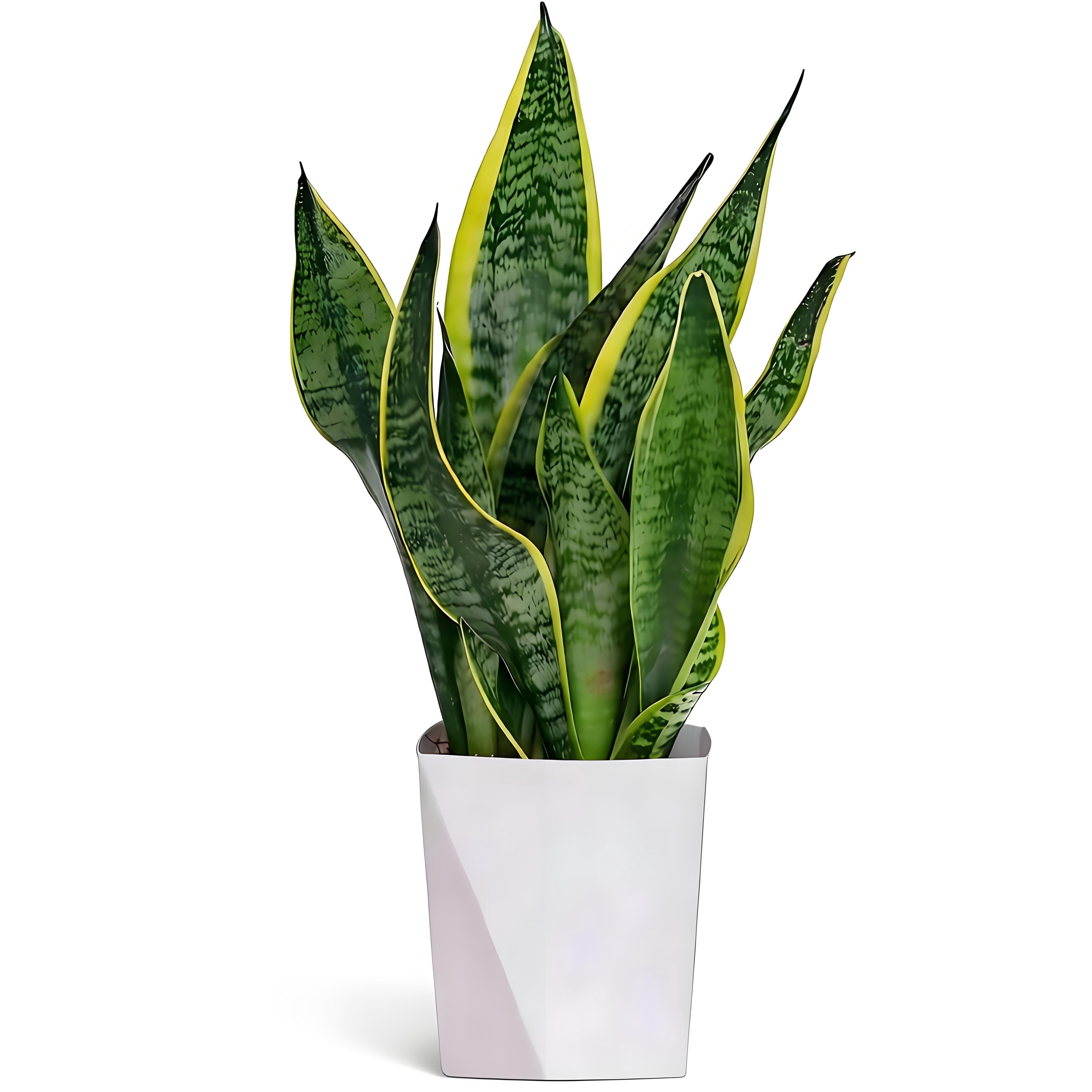Snake Plant Indoor Potted Plant 12 Inch, Sansevieria Mother in Law Tongue, Easy Care Low Light Air Purifying Plant for Home Office Desk Décor