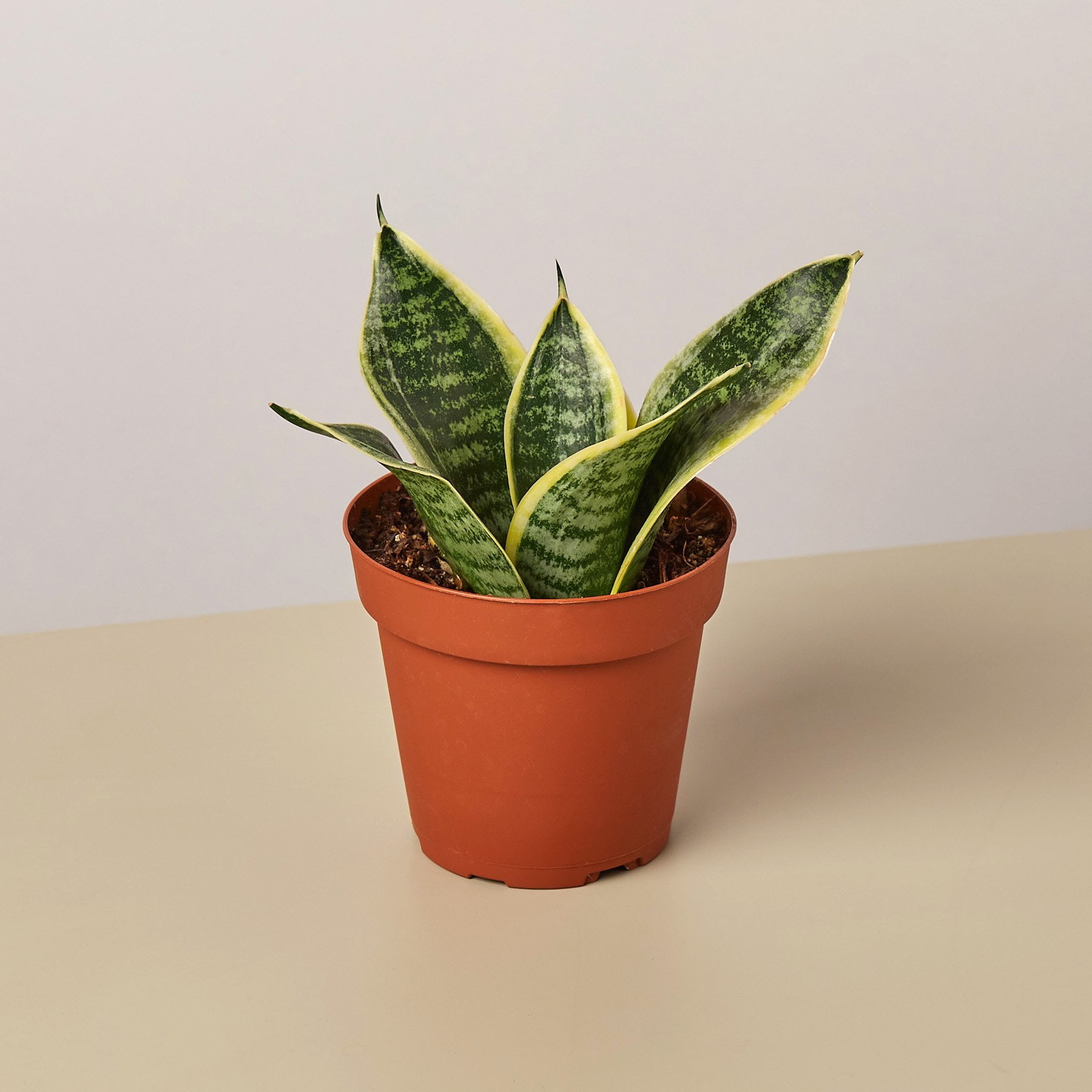 Laurentii Dwarf Snake Plant in 4" Terracotta Pot