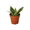 thumbnail image 1 of Snake Plant Laurentii Dwarf, 1 of 7