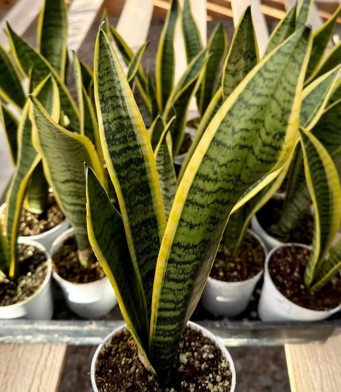 black coral snake plant sanseveria 6'' Snake Plant Black Coral