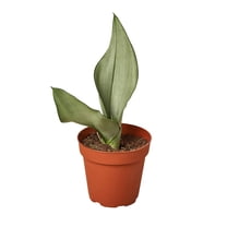 Snake Plant Moonshine, 4" Pot, Indoor Houseplant, Easy Care, Live Plant for Indoor & Outdoor