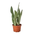 thumbnail image 1 of Snake Plant Moonshine, 6" Pot, Indoor Houseplant, Easy Care, Live Plant for Indoor & Outdoor, 1 of 5