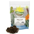 Snake Plant Potting Soil Mix (2 Quarts), Specialized Blend for Green Sansevieria Trifascatia