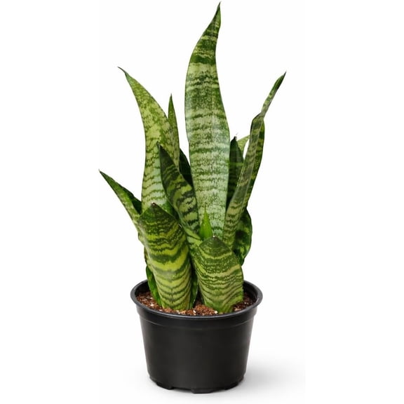 Snake Plant Robusta Live Plant in 6" Pot, Sansevieria Indoor Houseplant, Upright Foliage Potted Plant for Home and Office