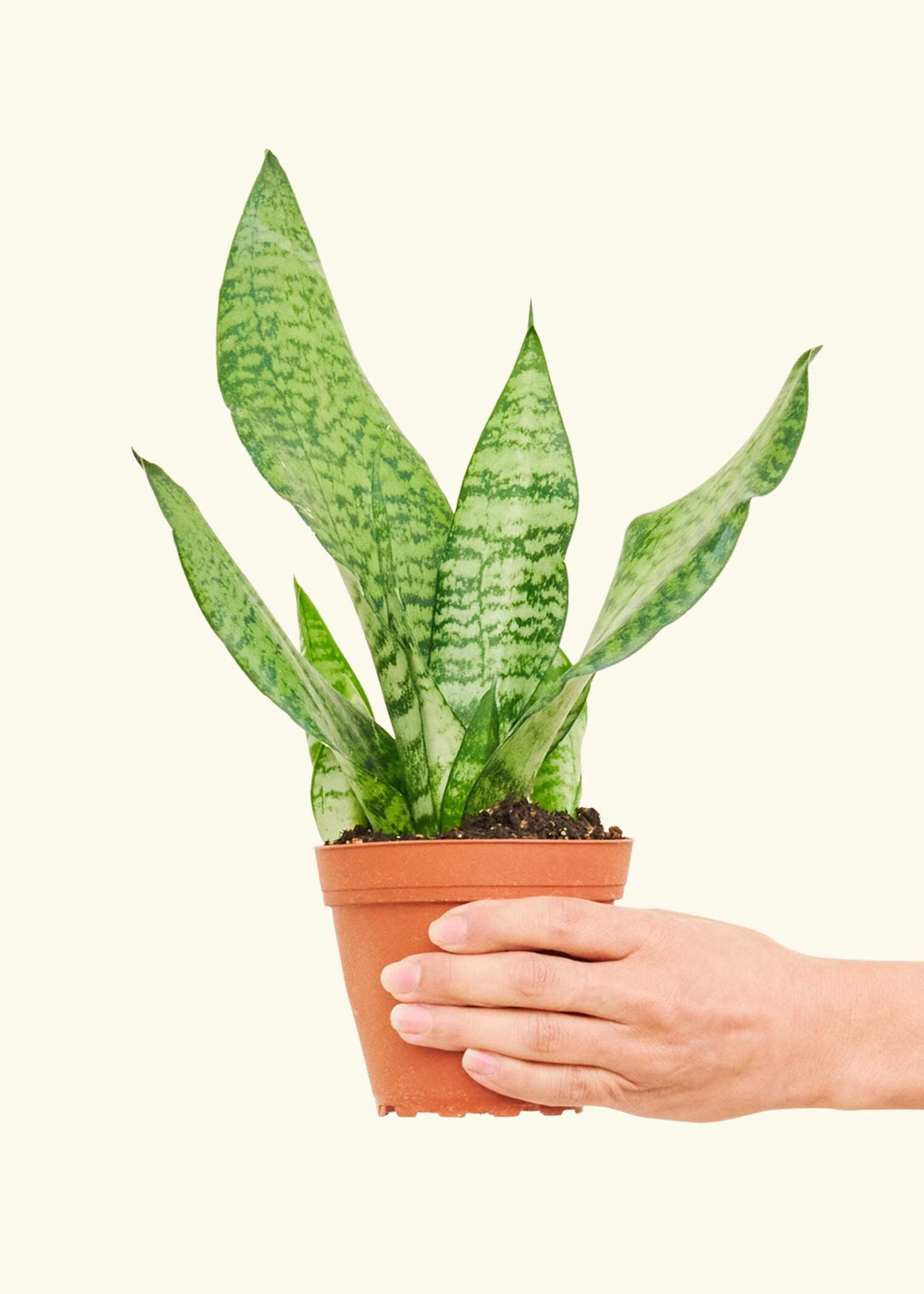 Snake Plant - Sansevieria Zeylanica Live Green Plant in 4" Pot