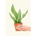 thumbnail image 1 of Snake Plant - Sansevieria Zeylanica Live Green Plant in 4" Pot, 1 of 5