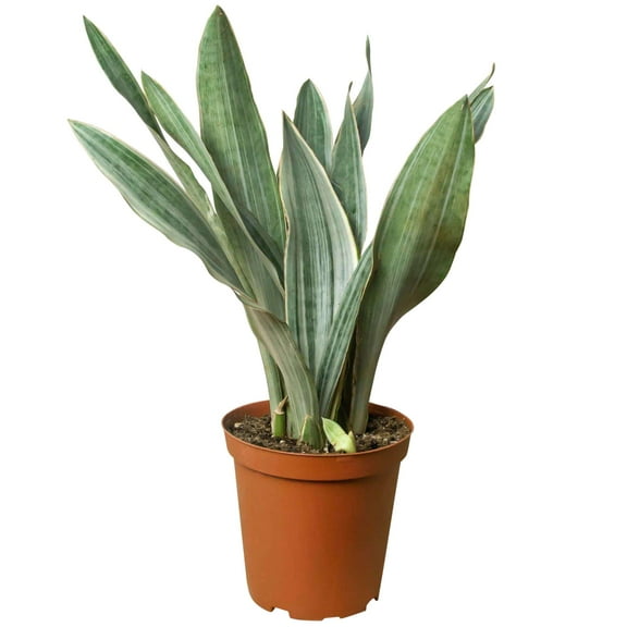 Snake Plant Sayuri Live Plant for Indoor | Different Houseplants in 4'' & 6'' Pot | Real House Plant for Living Room | Mother-in-law's tongue | Silver Siam | Lion's Paw