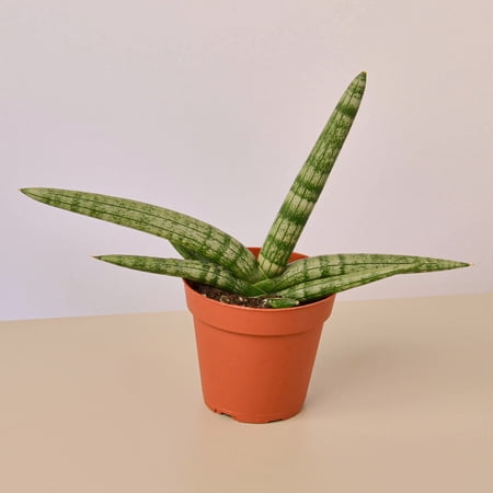 Snake Plant Starfish - 4" Pot