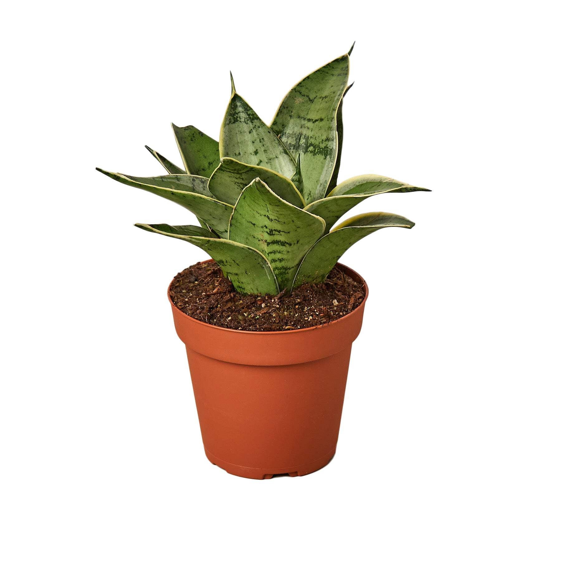 KS Plants Snake Plant Starlight