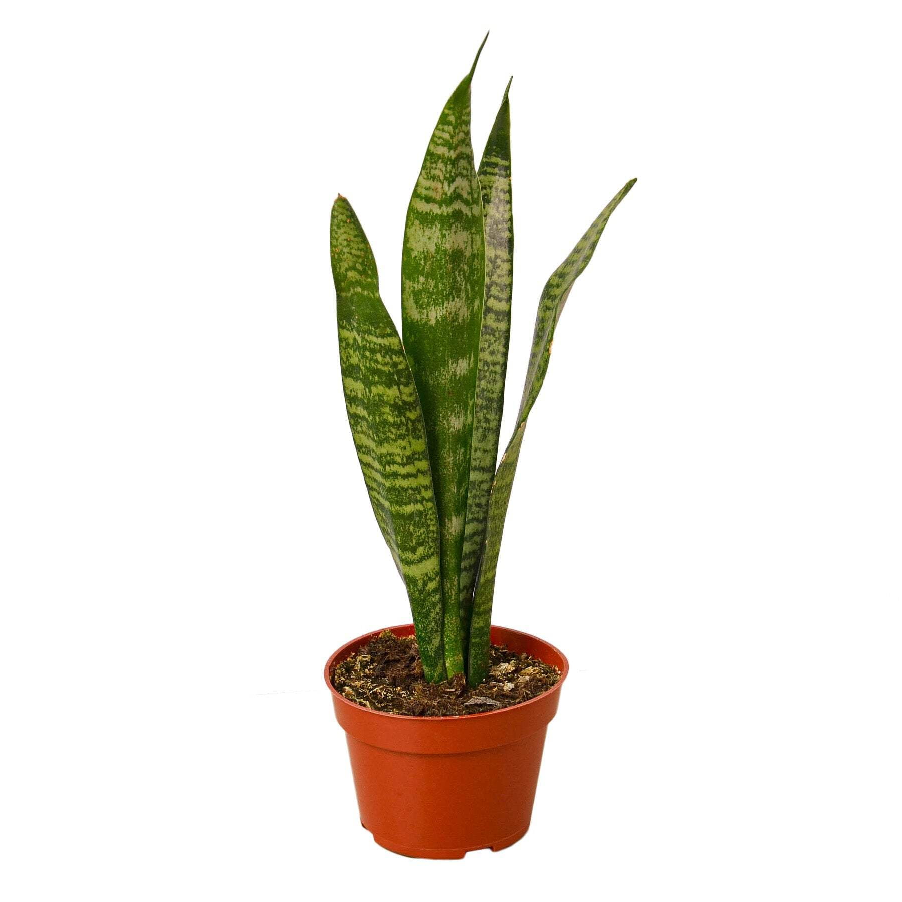 Snake Plant 'Zeylanica', 4" Pot, Indoor Houseplant, Easy Care, Live Plant  for Indoor & Outdoor - Walmart.com