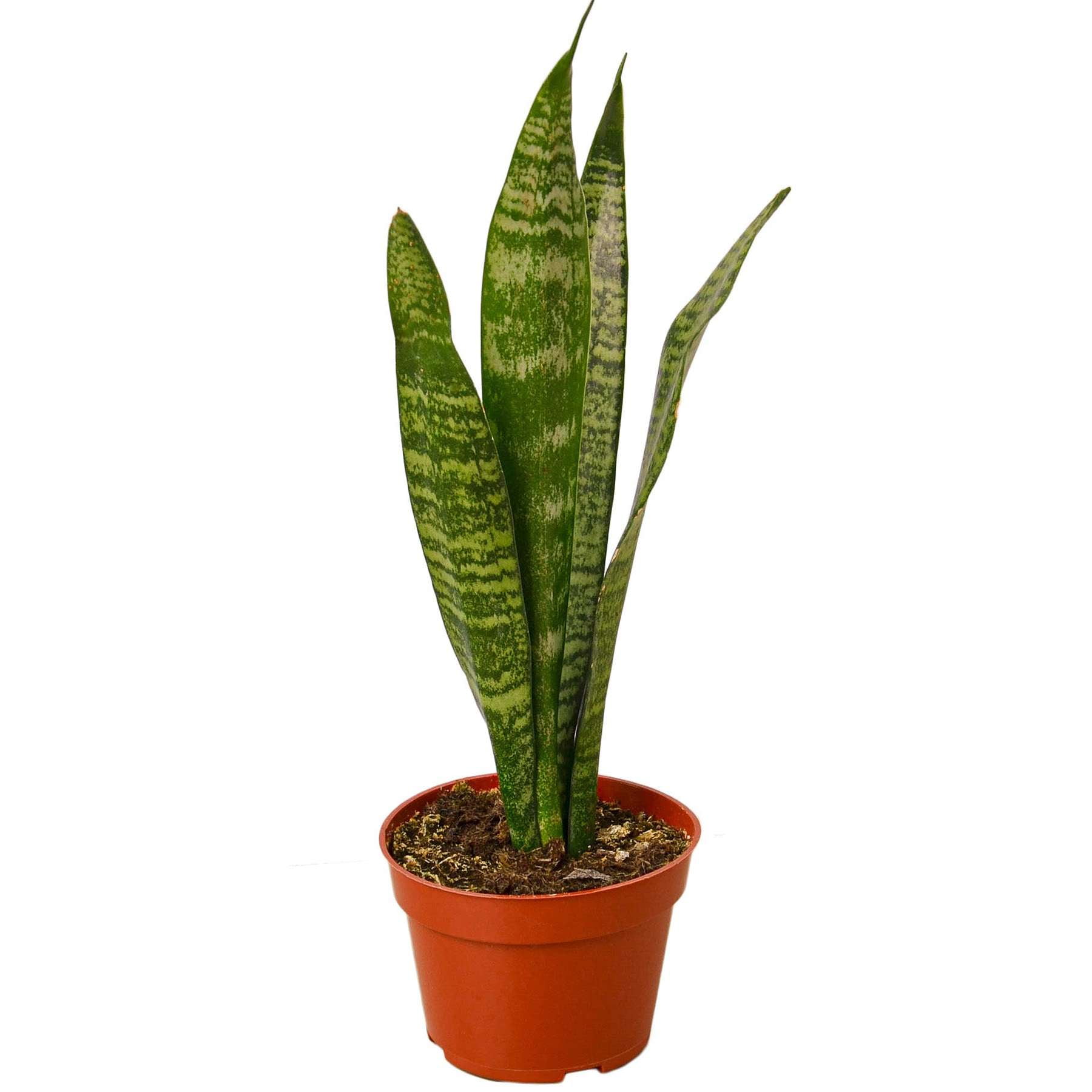 Snake Plant 'Zeylanica' Live Plant for Indoor | Different Houseplants in  4'' & 6'' Pot | Real House Plant for Living Room, Office, Desk & Bathroom |  Laurentii - Walmart.com