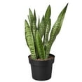 thumbnail image 1 of Snake Plant 'Zeylanica', 1 of 8