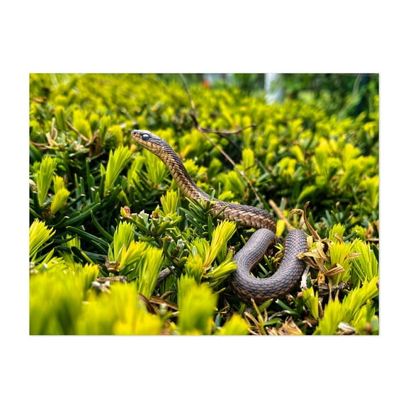 Snake in the Bushes - Scranton Pennsylvania Photography Unframed Wall Art Print 5 x 7 inches