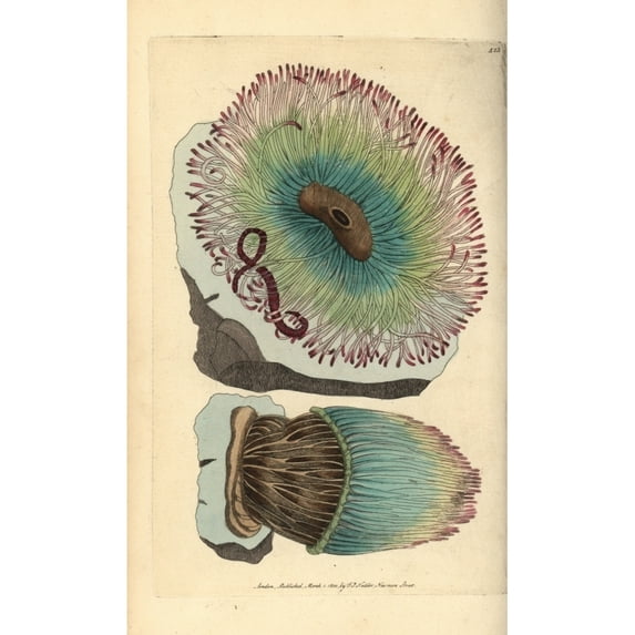 Snakelocks Anemone, Anemonia Sulcata Poster Print By ® Florilegius Mary Evans (24 X 36)