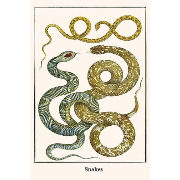 Snakes-Fine Art Canvas Print (20" x 30")